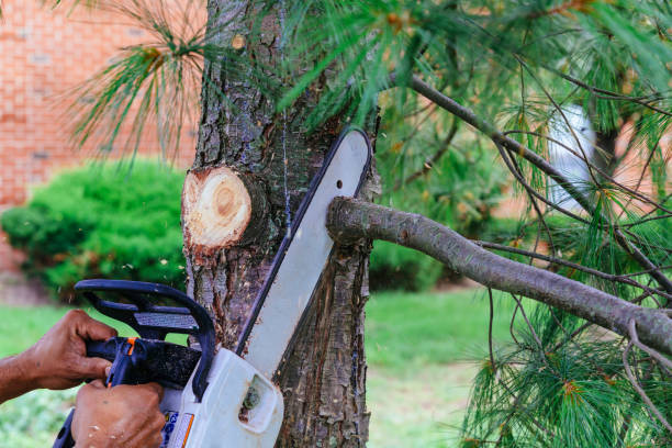 Best Hedge Trimming  in Hernando, FL